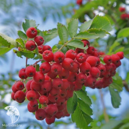 Рябина Сказочная