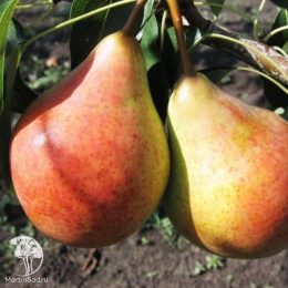 Груша Бере русское