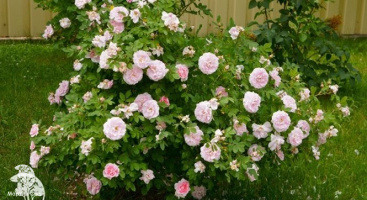 Самые зимостойкие сорта роз