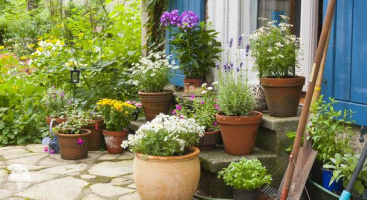 Мобильный сад. Многолетники в кашпо и контейнерах: создание удачных композиций