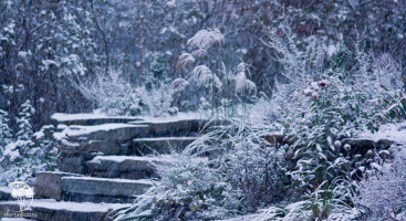 И зима не страшна. Секреты по уходу за многолетними растениями в холодных регионах