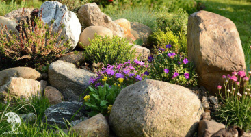 Многолетники для альпийской горки: советы и тонкости