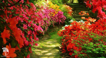 Король в красном. Многолетники с яркими красными оттенками для ландшафтного дизайна