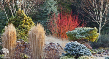 Красота даже зимой. Многолетние растения для сада, которые не теряют декоративности зимой