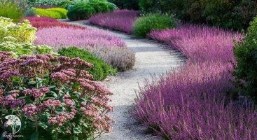 Как правильно выбрать многолетние растения для оформления бордюров в ландшафтном дизайне