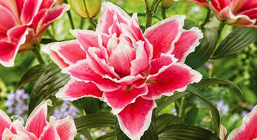 Лучшие сорта лилий для вашего сада: от классики до экзотики