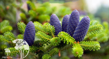 Выбираем хвойные растения: импортные саженцы — хорошо или плохо?