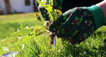 Как правильно посадить многолетние растения, чтобы минимизировать количество сорняков