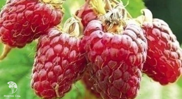 Малина любит заботу: почему щедрый урожай начинается с ваших усилий