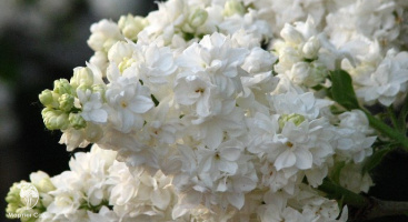 Сирень с махровыми цветками: лучшие сорта