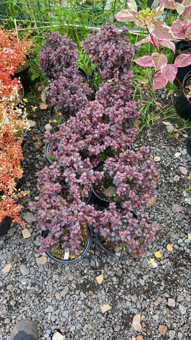 Барбарис тунберга Хелмонд Пиллар