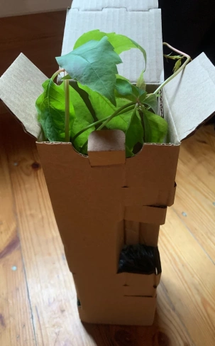  Виноград девичий пятилисточковый Троки