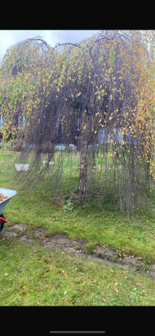 Берёза повислая Янги