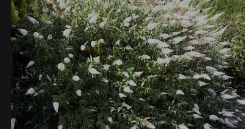 Буддлея давида Уайт Профьюжн