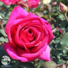 Роза чайно-гибридная Пароле на штамбе