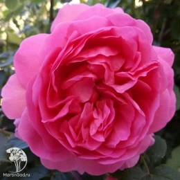 Роза английская парковая Принцесс Александра оф Кент