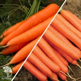 Морковь Королева Осени+Нантская 4 серия Дуэт