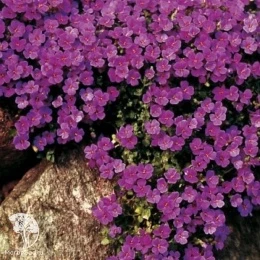 Обриета Пурпурный каскад серия Альпийская горка