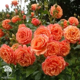 Роза кустовая Ламбада на штамбе