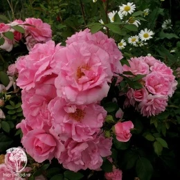 Роза канадская парковая Джон Дэвис (кустовая роза)