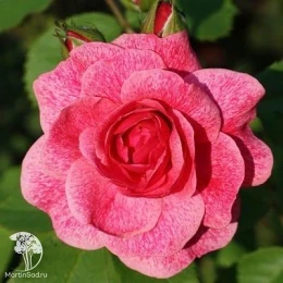 Роза канадская парковая Моден Руби