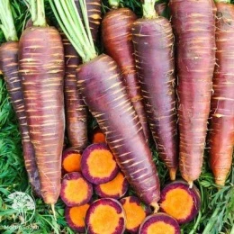 Морковь Фиолетовая Королева