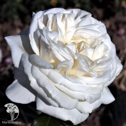 Роза чайно-гибридная Ломоносов (Пьер Ардити)