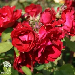 Роза канадская парковая Шамплейн