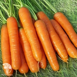 Морковь Деликатесная, серия Заморозь!