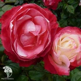 Роза чайно-гибридная Ностальжи