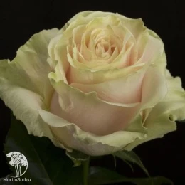 Роза чайно-гибридная Пинк Мондиаль Роуз на штамбе