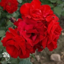 Роза плетистая Сантана