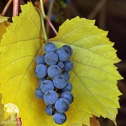 Виноград ароматный Аниа