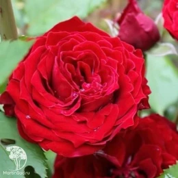 Роза спрей (миниатюрная) Таманго