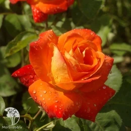 Роза Чайно-гибридная Франс Либре