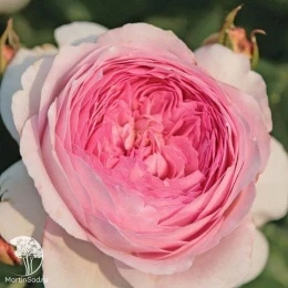 Роза парковая Принцесса Александра Люксембургская