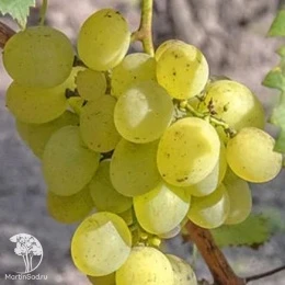 Виноград плодовый Лилла