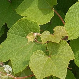 Виноград амурский