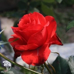 Роза чайно-гибридная Артуро Тосканини