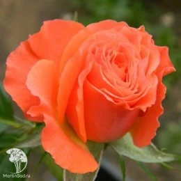 Роза спрей (миниатюрная) Алегрия