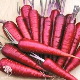 Морковь Карамель малиновая 150 шт.