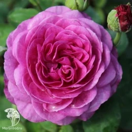 Роза миниатюрная Хайди Клум