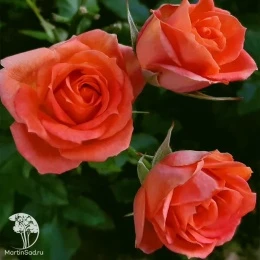 Роза миниатюрная Ориндж Джувел