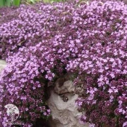 Тимьян пурпурно-фиолетовый серия Альпийская горка