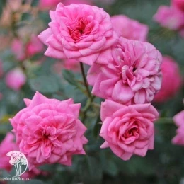 Роза миниатюрная Шугар Беби