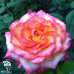 Роза чайно-гибридная Пульман Ориент Экспресс на штамбе