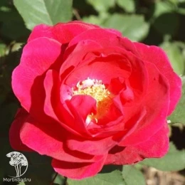 Роза канадская парковая Виннипег Паркс