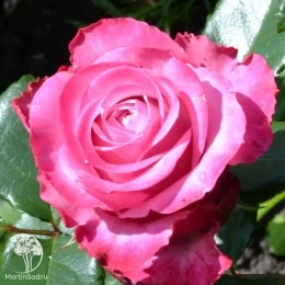 Роза чайно-гибридная Дип Ватэ