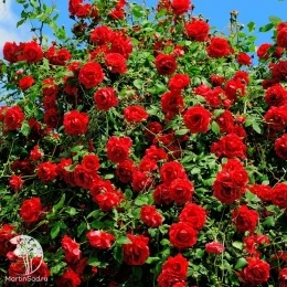 Роза плетистая красная (мелко-цветковая)